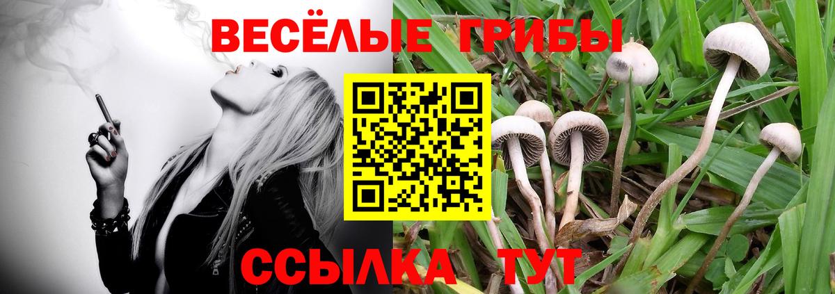 Домодедово  Галлюциногенные грибы Cubensis  Вход с VPN 